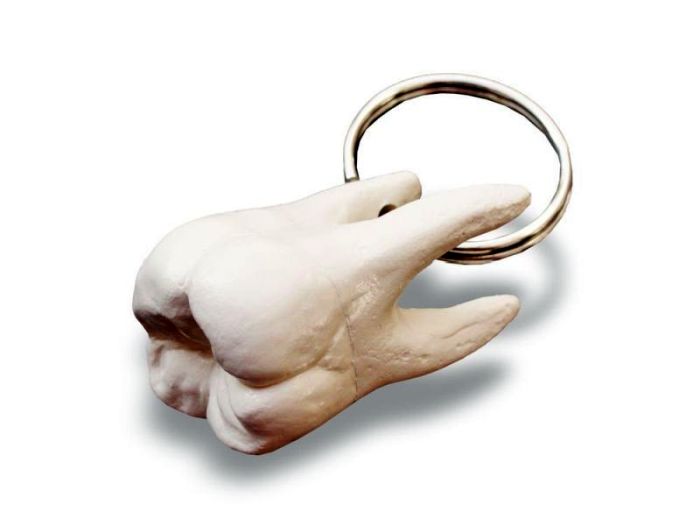 Schlüsselanhänger Backenzahn, Bestellnummer AN03, Rüdiger-Anatomie