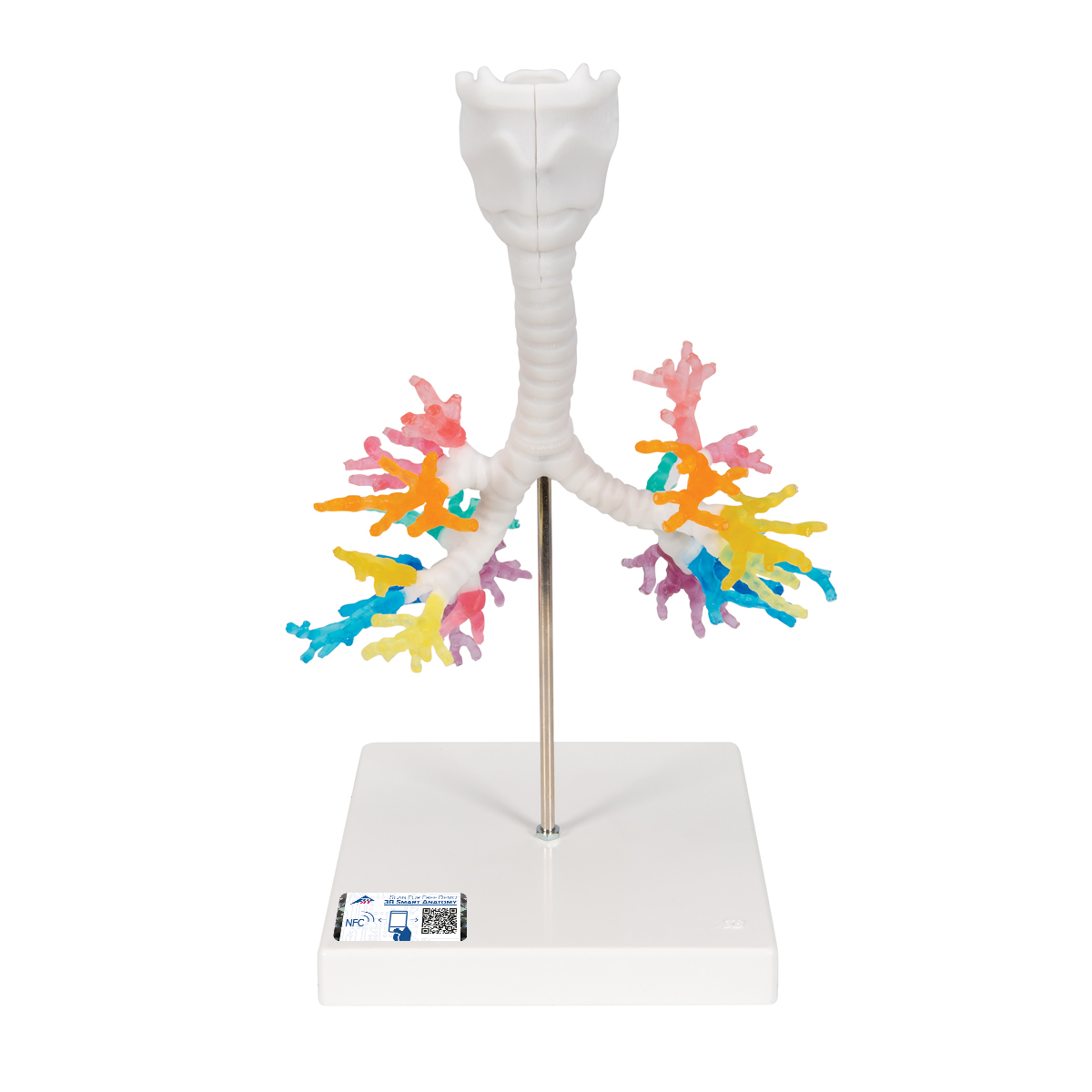 CT-Bronchialbaum Modell mit Kehlkopf - 3B Smart Anatomy, Bestellnummer 1000274, G23, 3B Scientific