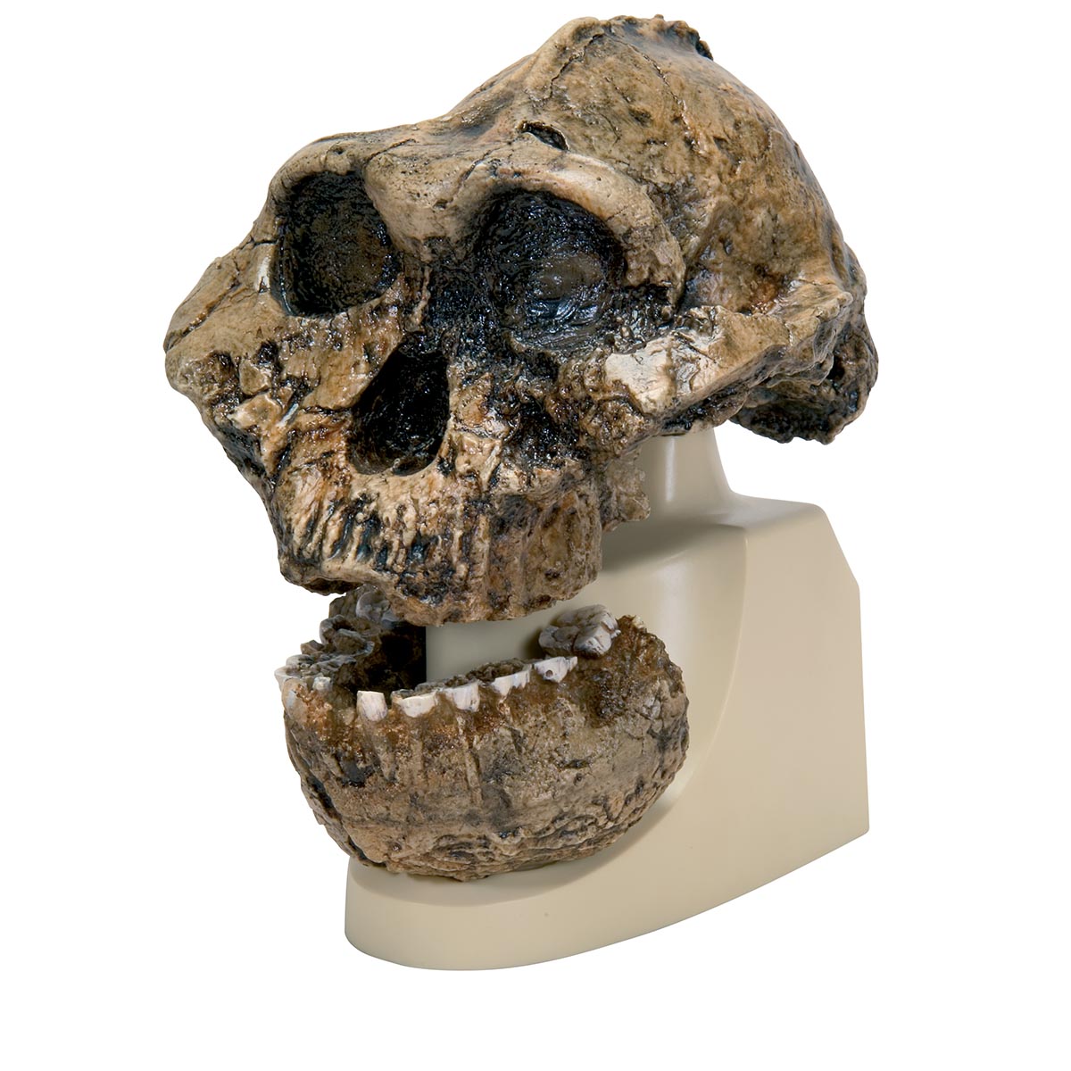 Schädelreplikat Australopithecus boisei (KNM-ER 406 + Omo L7A-125), Bestellnummer 1001298, VP755/1, 3B Scientific
