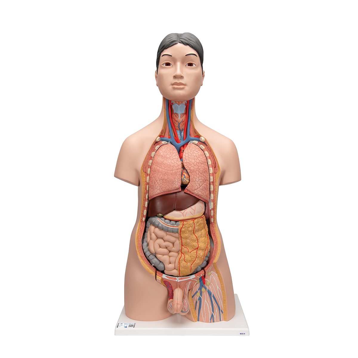 Japanisches Torso Modell, mit weiblichen & männlichen Geschlechtsorganen, 18-teilig - 3B Smart Anatomy, Bestellnummer 1000199, B32/4, 3B Scientific