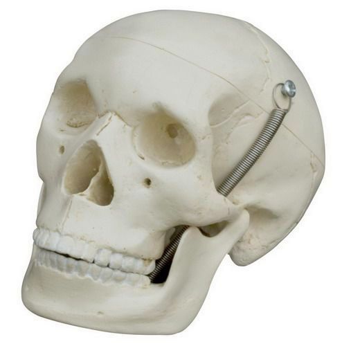 Mini-Schädel, schwer, Bestellnummer MI220, Rüdiger-Anatomie