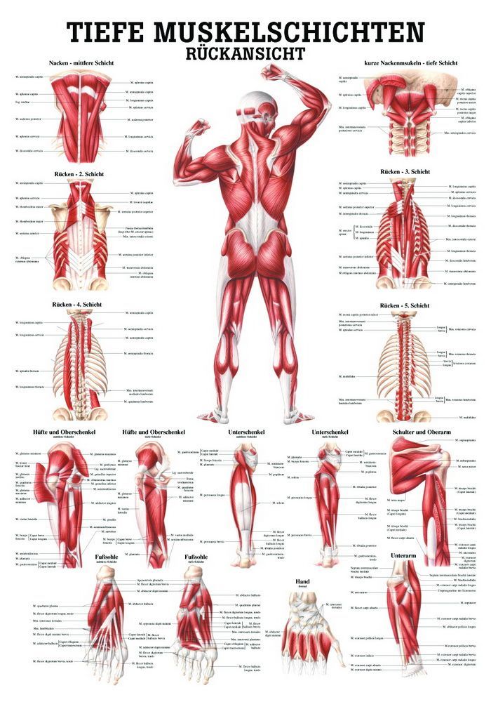 Tiefe Muskelschichten, Rückansicht, 50x70 cm, laminiert, Bestellnummer PO37/L, Rüdiger-Anatomie