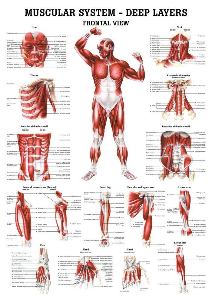 Deep Muscles, Anterior Sight, englisch, 70x100 cm, laminiert, Bestellnummer CH36/L, Rüdiger-Anatomie
