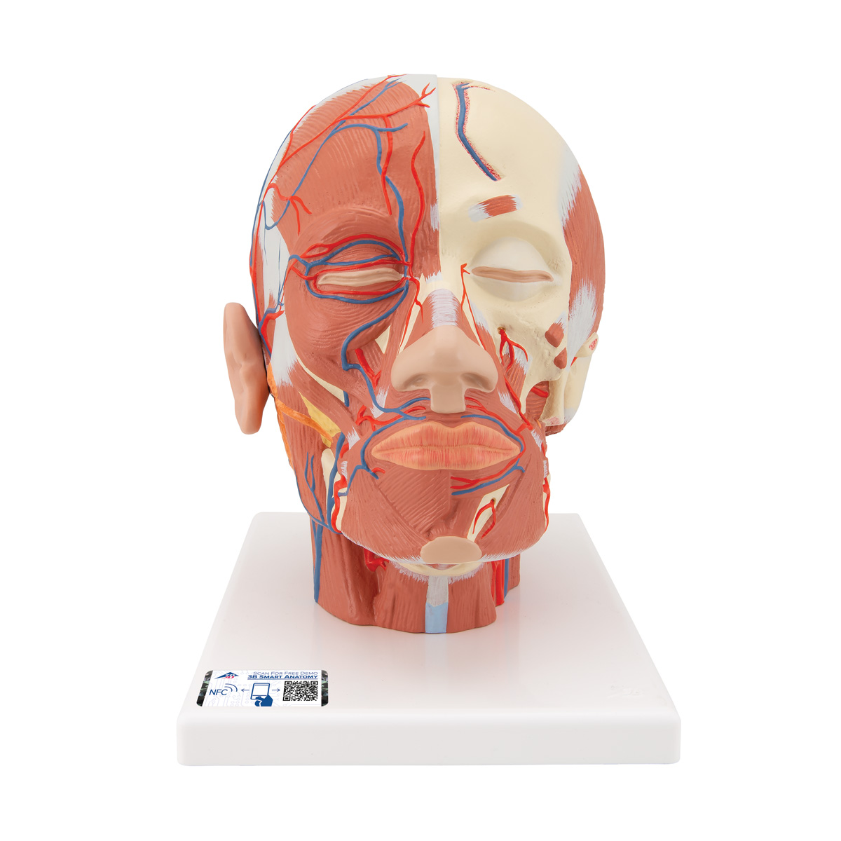 Kopfmodell mit Muskulatur & Blutgefäßen - 3B Smart Anatomy, Bestellnummer 1001240, VB128, 3B Scientific