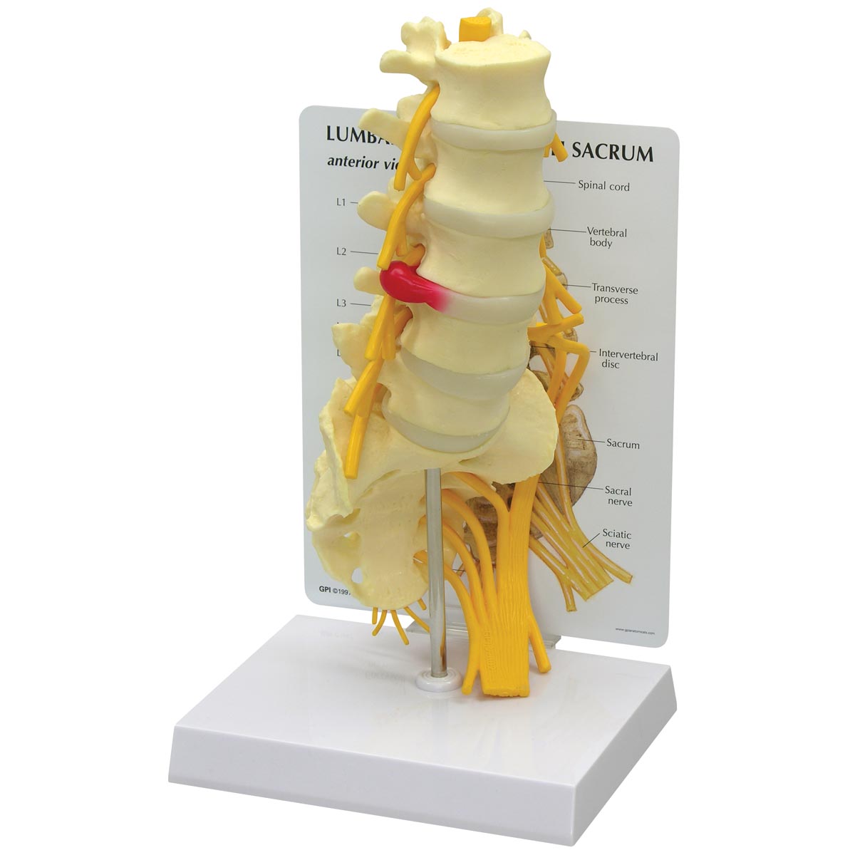 5 Wirbelstücke mit Kreuzbeinmodell, Bestellnummer 1019510, 1700, GPI Anatomicals