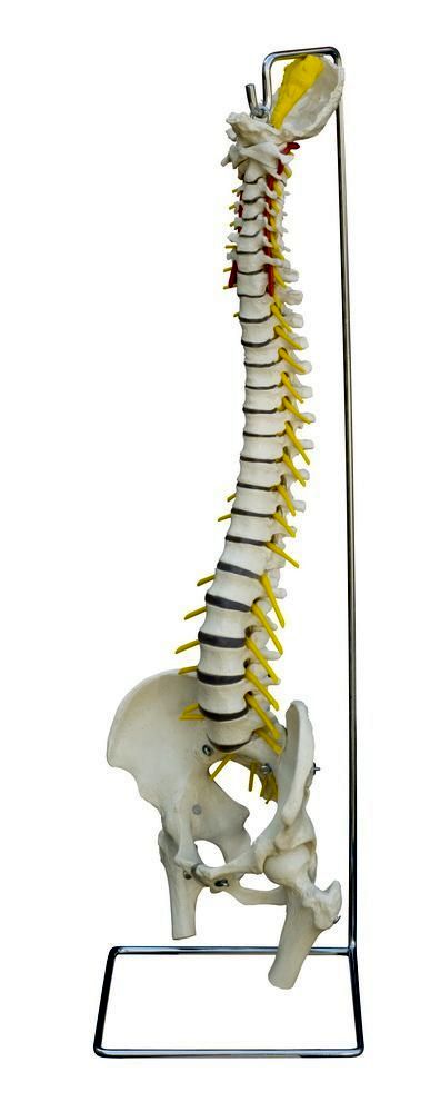 Flexible Wirbelsäule, mit Stativ und Stümpfen, schwer, Bestellnummer A212, Rüdiger-Anatomie