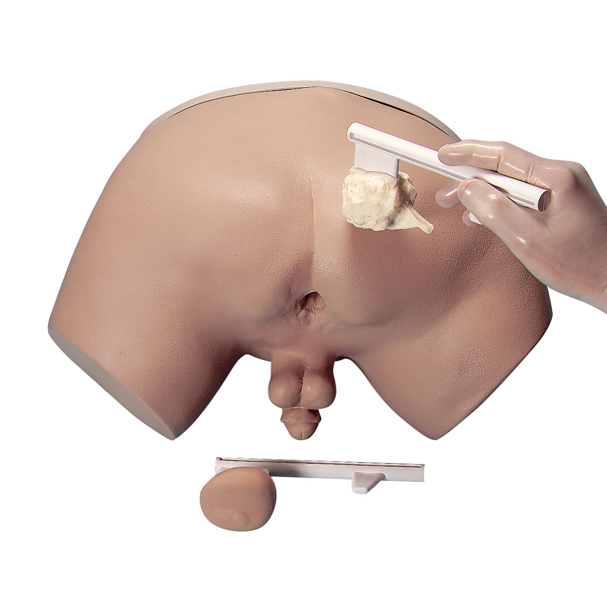 Prostatauntersuchungs-Simulator, Bestellnummer 1005594, R10031, W44014, LF00901U, Nasco Life/form