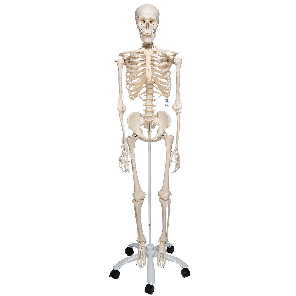 Menschliches Skelett Modell "Stan", lebensgroß, auf Metallstativ mit Rollen - 3B Smart Anatomy, Bestellnummer 1020171, A10, 3B Scientific