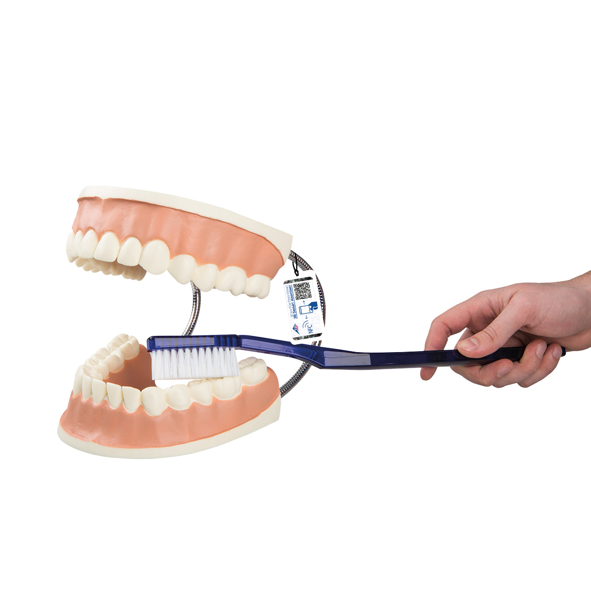 Riesen Zahn Modell zur Zahnpflege, 3-fache Größe - 3B Smart Anatomy, Bestellnummer 1000246, D16, 3B Scientific