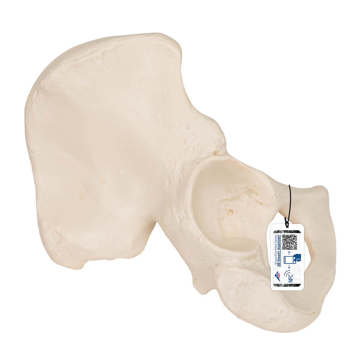 Hüftbein Knochen Modell - 3B Smart Anatomy, Bestellnummer 1019365, A35/5, 3B Scientific