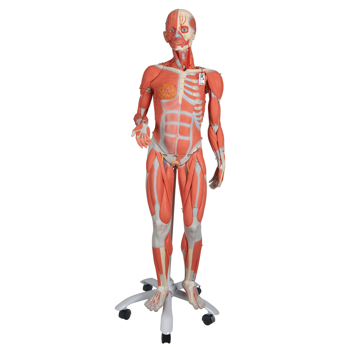 Muskelfigur, weiblich, ohne innere Organe, auf Metallstativ mit Rollen, 23-teilig - 3B Smart Anatomy, Bestellnummer 1013882, B51, 3B Scientific
