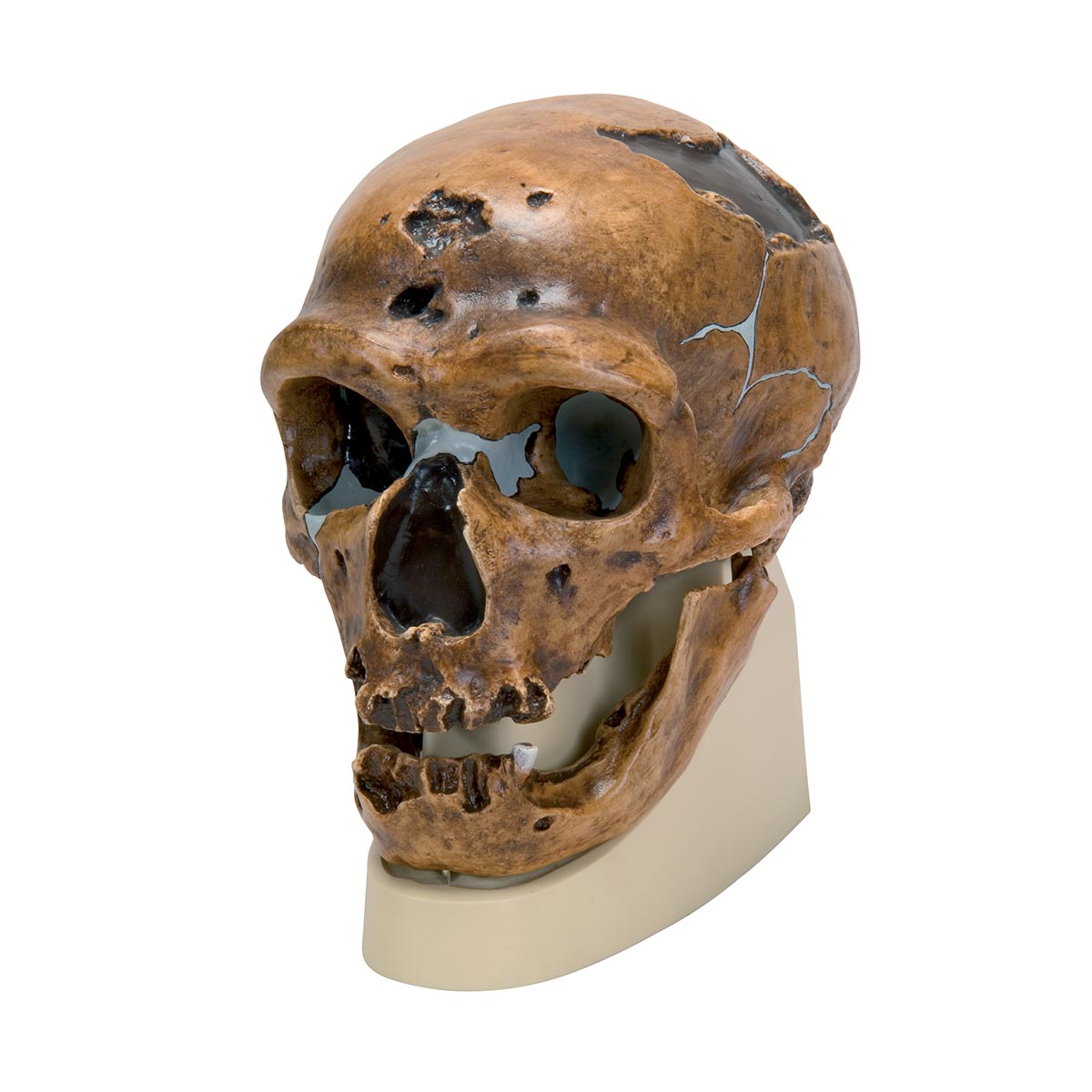 Schädelreplikat Homo neanderthalensis (La Chapelle-aux-Saints 1), Bestellnummer 1001294, VP751/1, 3B Scientific