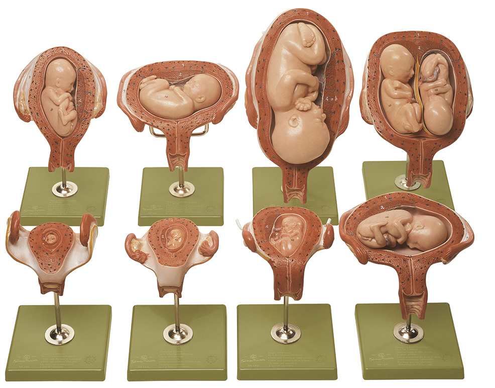 Schwangerschaftsserie, Bestellnummer MS 12, SOMSO-Modelle