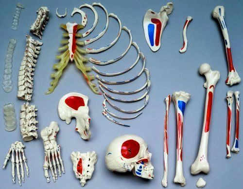 Halbes bemaltes Skelett, unmontiert, schwer, Bestellnummer A202.4, Rüdiger-Anatomie