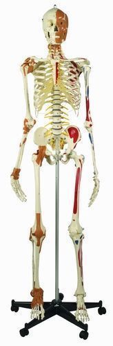 Das Best of Rüdiger-Skelett, schwer, Bestellnummer A206.3, Rüdiger-Anatomie