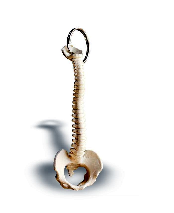 Schlüsselanhänger Wirbelsäule, Bestellnummer AN05, Rüdiger-Anatomie