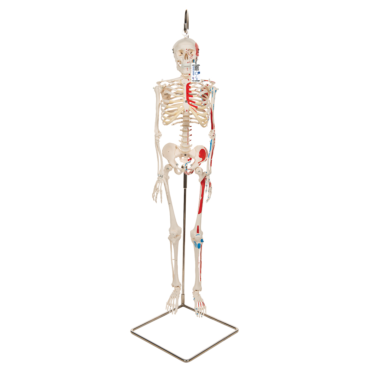 Mini Skelett Modell "Shorty", mit Muskelbemalung und 3-teiligem Schädel, auf Hängestativ - 3B Smart Anatomy, Bestellnummer 1000045, A18/6, 3B Scientific