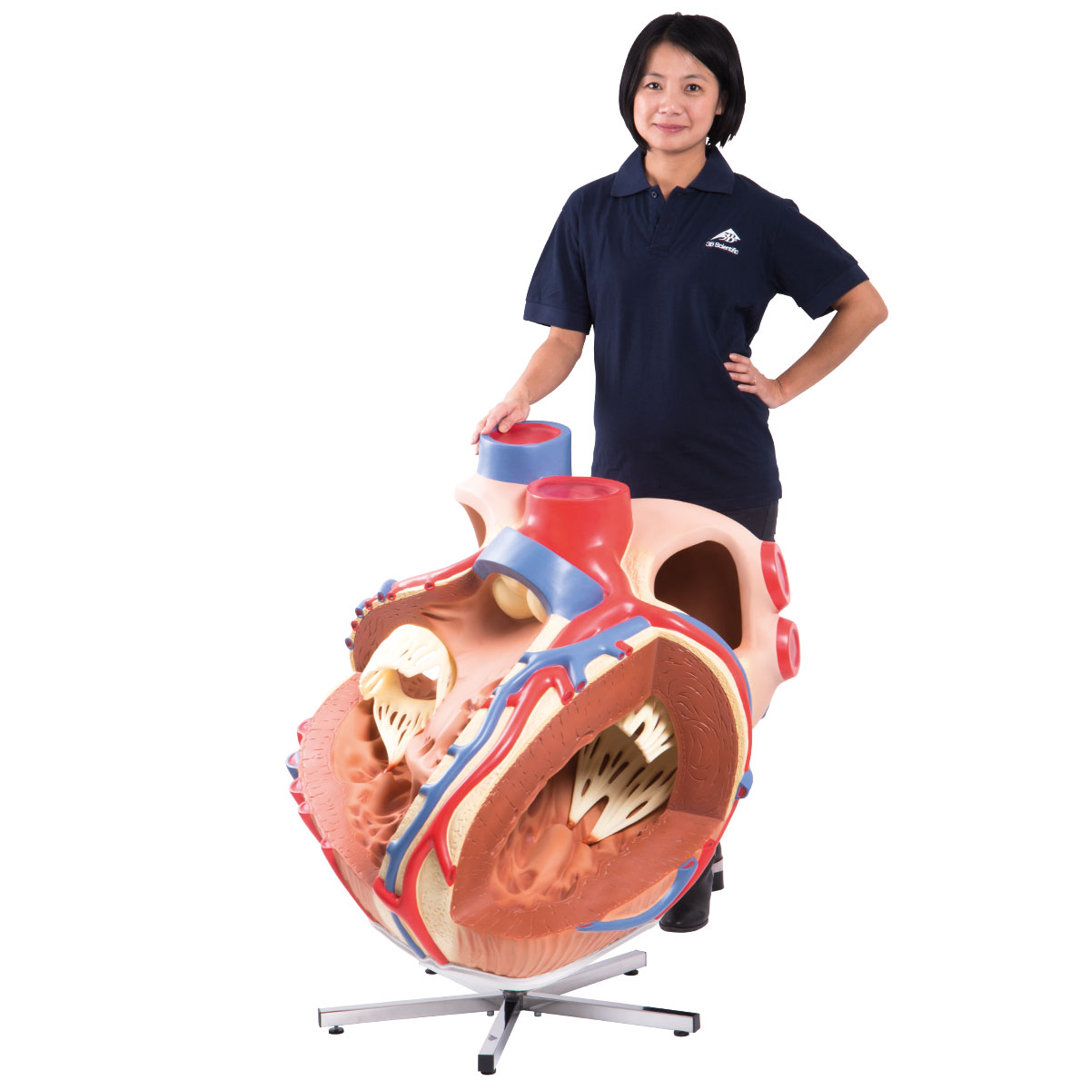 Riesen Herzmodell, 8-fache Größe - 3B Smart Anatomy, Bestellnummer 1001244, VD250, 3B Scientific