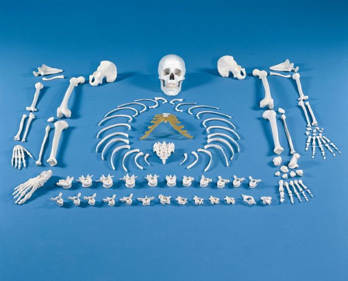 Skelett, unmontiert (Knochensammlung), Bestellnummer 3020, Erler-Zimmer