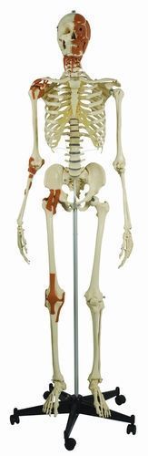 Skelett mit 4 Gelenkbändern und Gesichts- Hals - und Nackenmuskulatur, schwer, Bestellnummer A271, Rüdiger-Anatomie