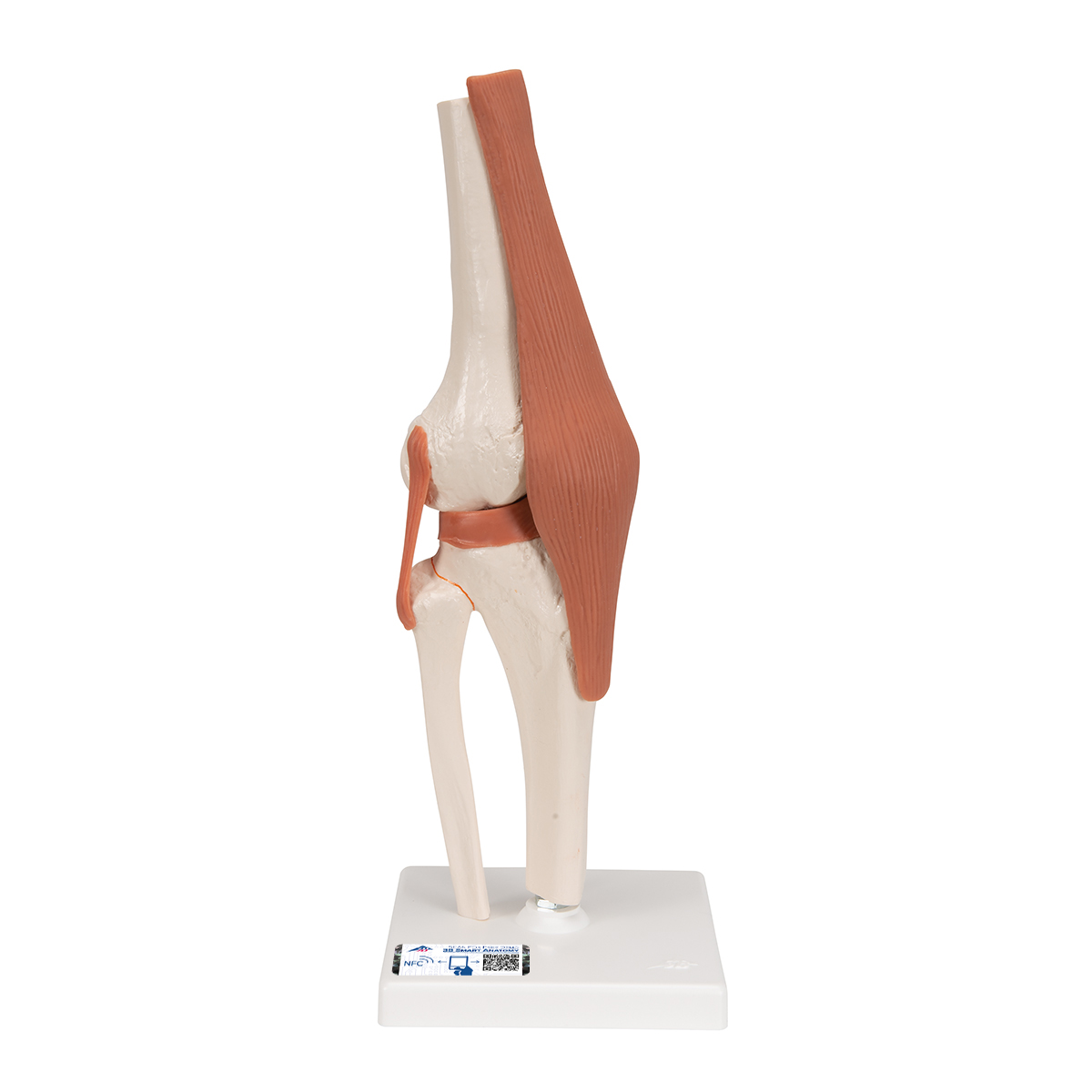 Funktionales Kniegelenkmodell - 3B Smart Anatomy, Bestellnummer 1000163, A82, 3B Scientific