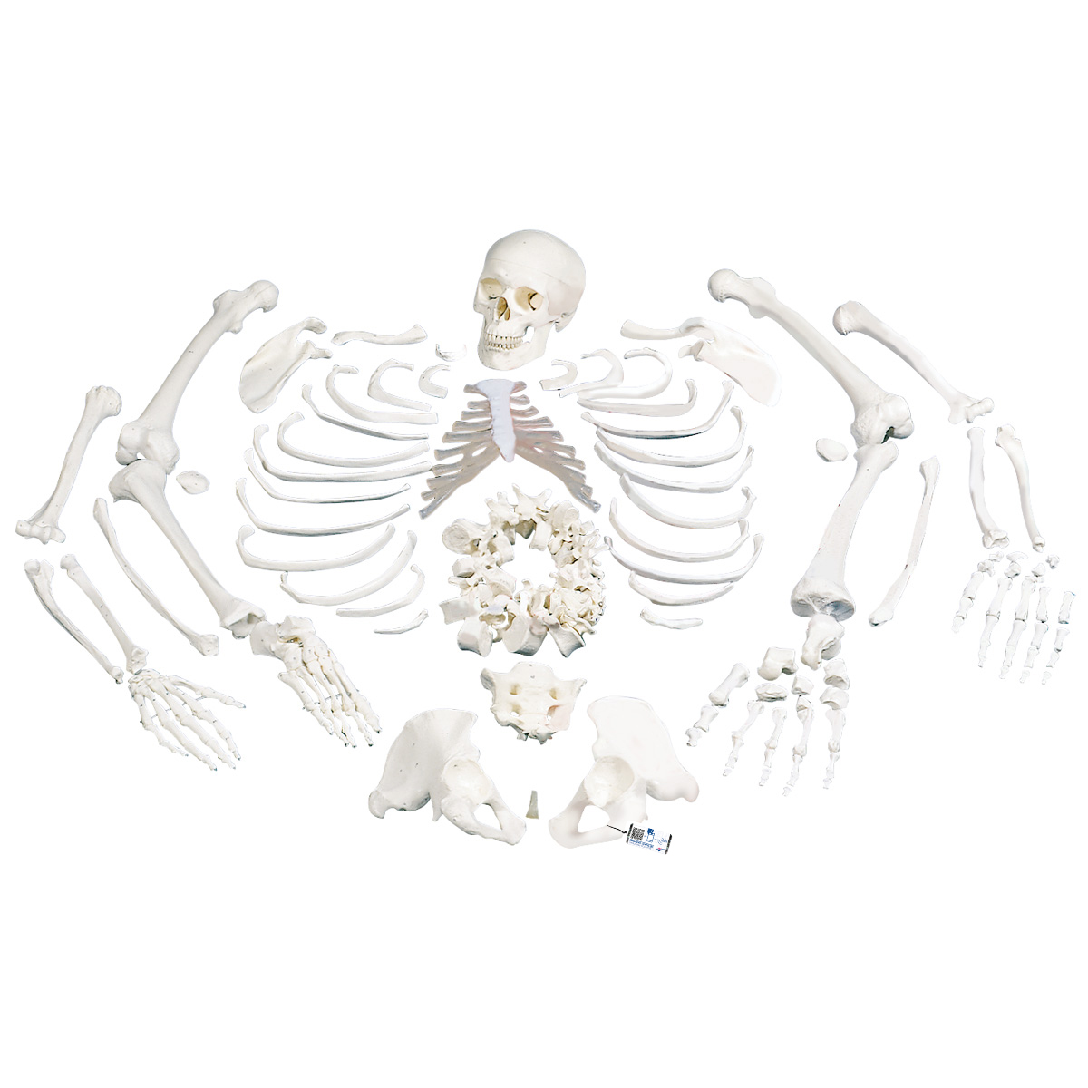 Unmontiertes komplettes Skelett Modell, Knochen von Hand & Fuß auf Draht & Nylon, lebensgroß - 3B Smart Anatomy, Bestellnummer 1020157, A05/1, 3B Scientific