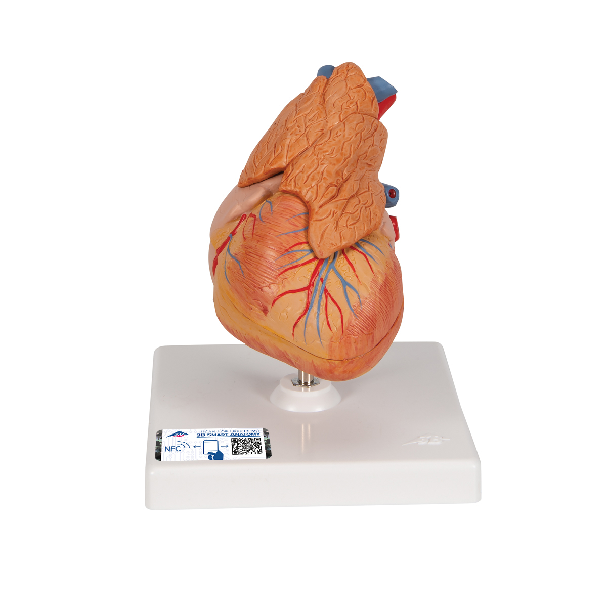 Herzmodell "Klassik" mit Thymus, 3-teilig - 3B Smart Anatomy, Bestellnummer 1000265, G08/1, 3B Scientific