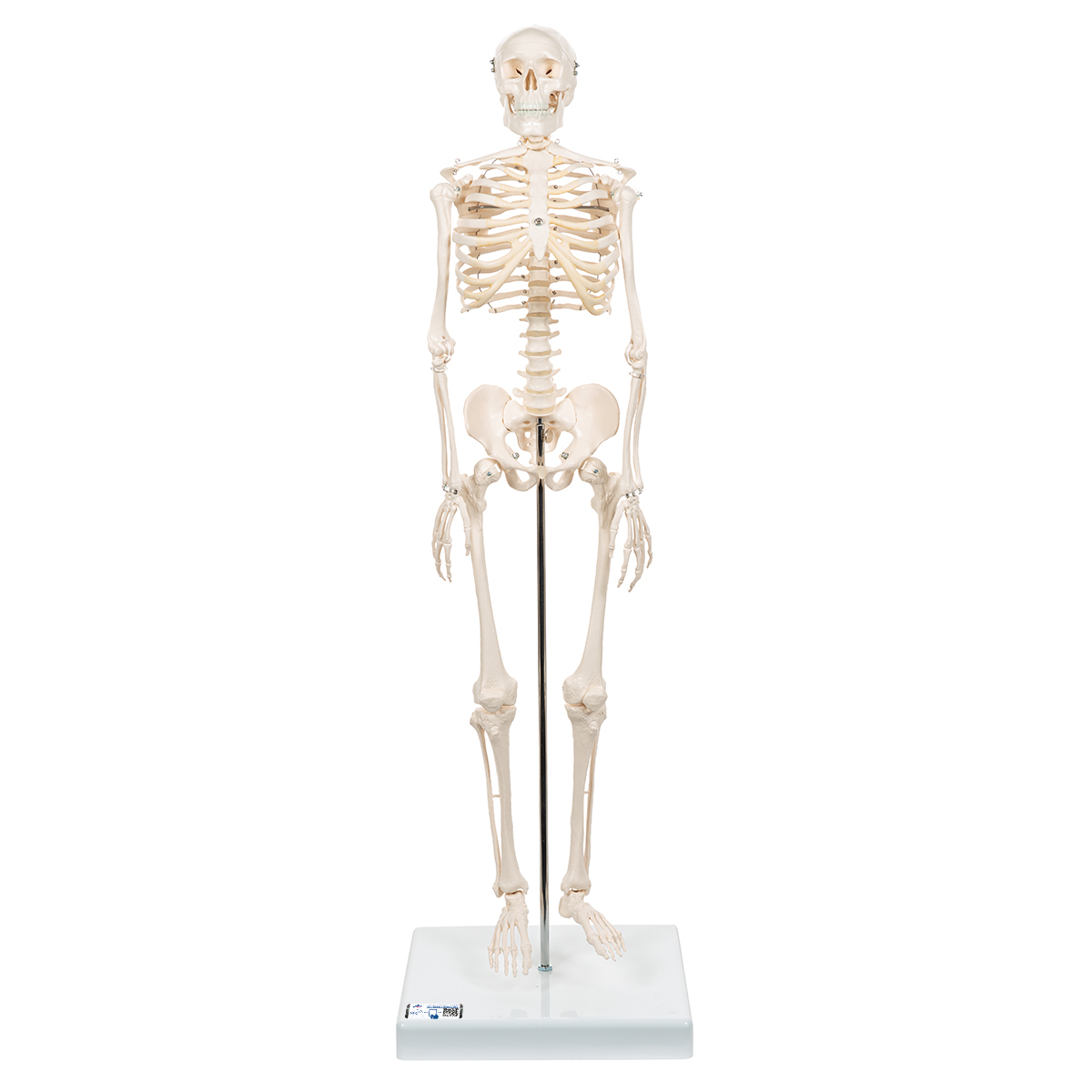 Mini Skelett Modell "Shorty", mit 3-teiligem Schädel, auf Sockel - 3B Smart Anatomy, Bestellnummer 1000039, A18, 3B Scientific