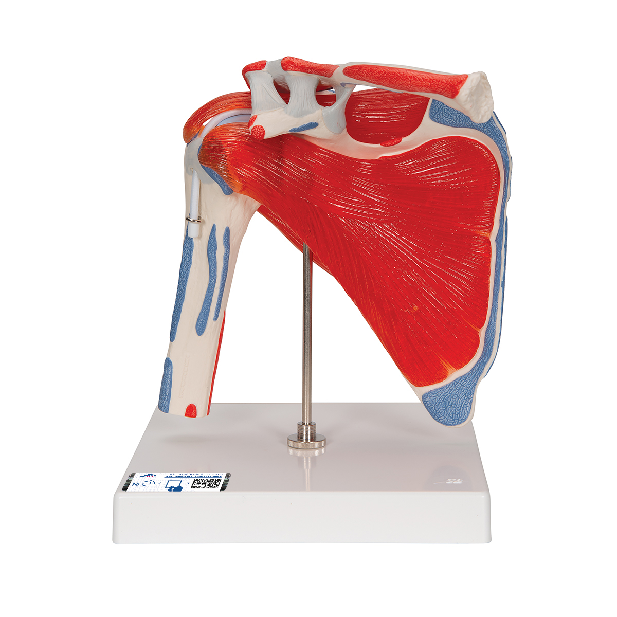 Schultergelenkmodell mit Rotatorenmanschette (4 abnehmbare Muskeln), 5 - teilig - 3B Smart Anatomy, Bestellnummer 1000176, A880, 3B Scientific