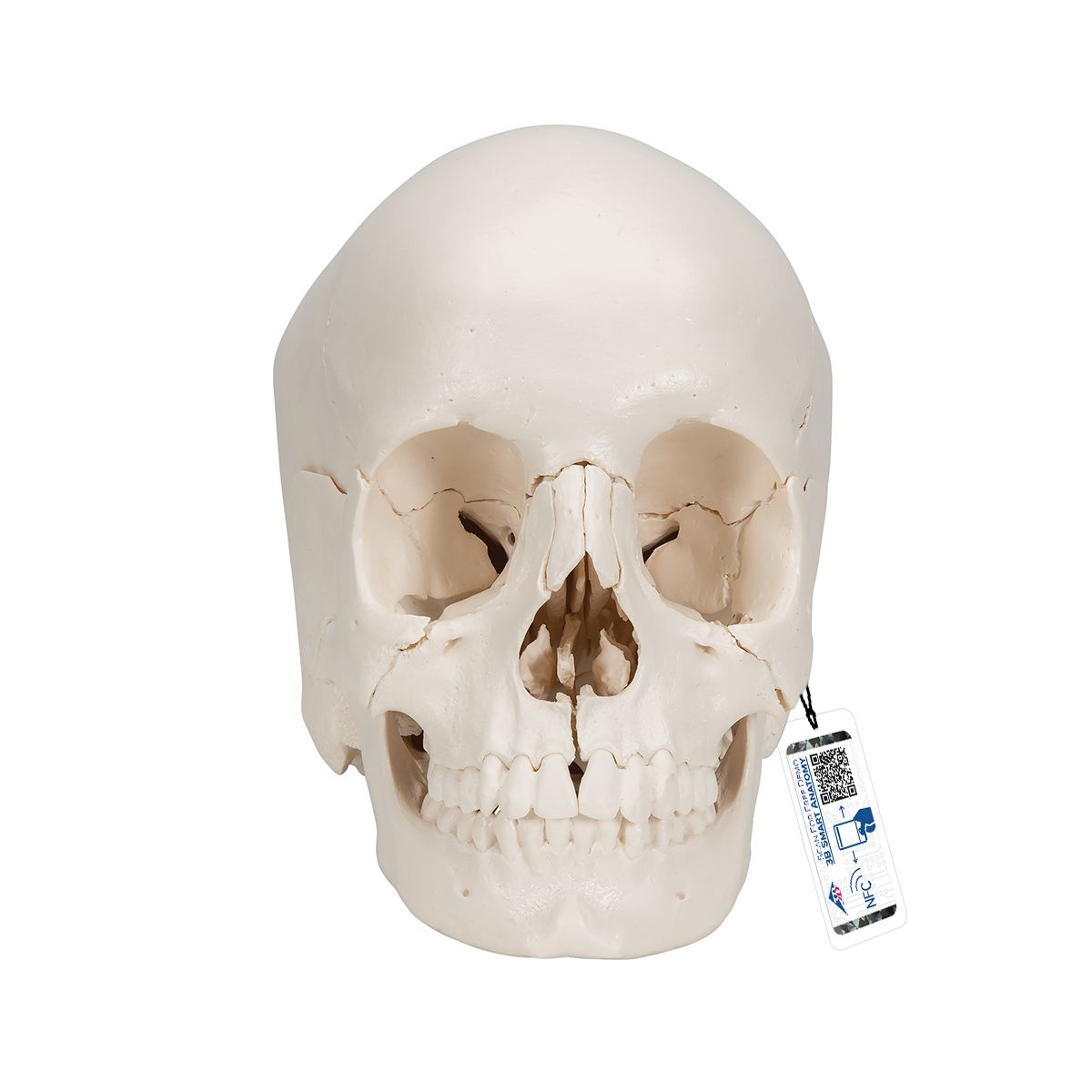 3B Scientific® Steckschädel Modell, in 22 Knochen zerlegbar - 3B Smart Anatomy, Bestellnummer 1000068, A290, 3B Scientific