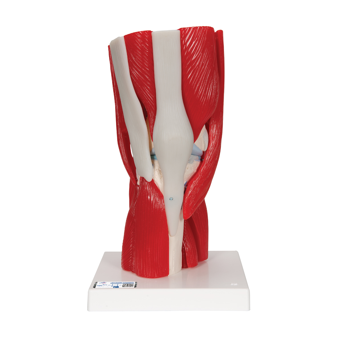 Kniegelenkmodell mit abnehmbaren Muskeln, 12-teilig - 3B Smart Anatomy, Bestellnummer 1000178, A882, 3B Scientific