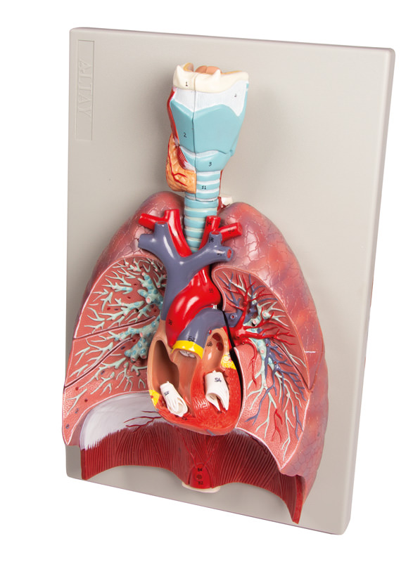 Lunge, Herz und Kehlkopf, 7 Teile, Bestellnummer G115, Erler-Zimmer