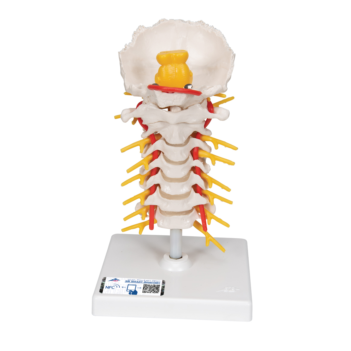 Halswirbelsäulenmodell, beweglich, auf Stativ - 3B Smart Anatomy, Bestellnummer 1000144, A72, 3B Scientific
