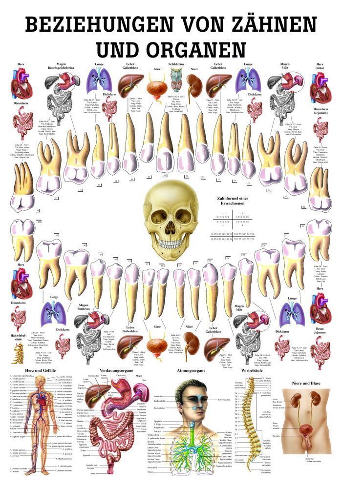 Beziehungen von Organen und Zähnen 24x34 cm, laminiert, Bestellnummer MIPOTA75/L, Rüdiger-Anatomie