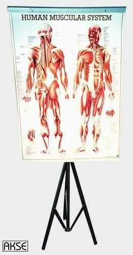 Stativ für bis zu 25 laminierte Wandtafeln, Bestellnummer STA, Rüdiger-Anatomie
