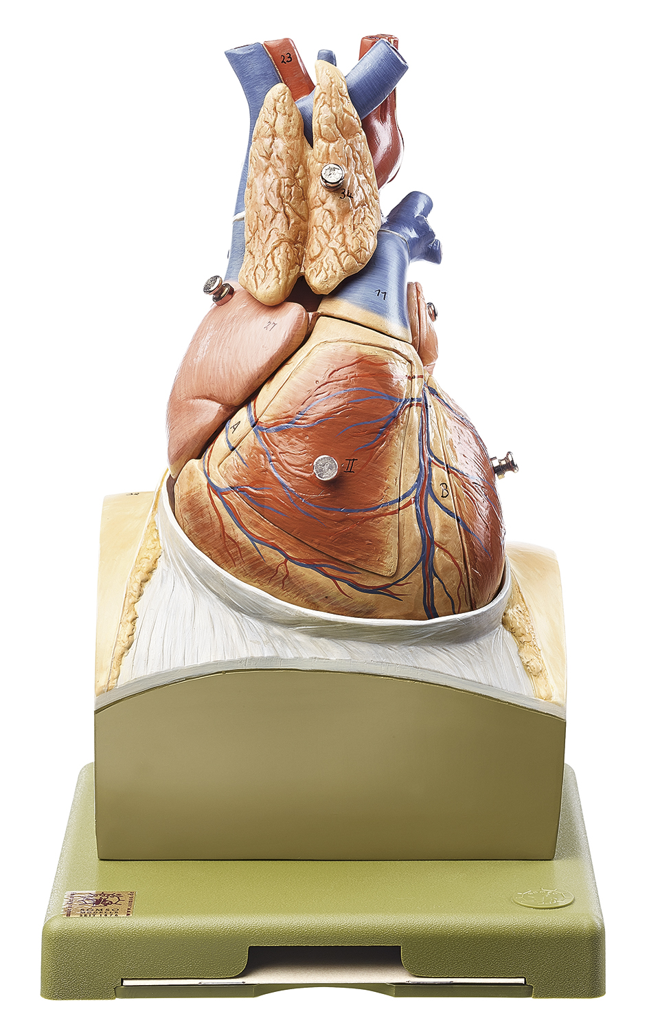 Herz auf Zwerchfellsockel, Bestellnummer HS 22, SOMSO-Modelle