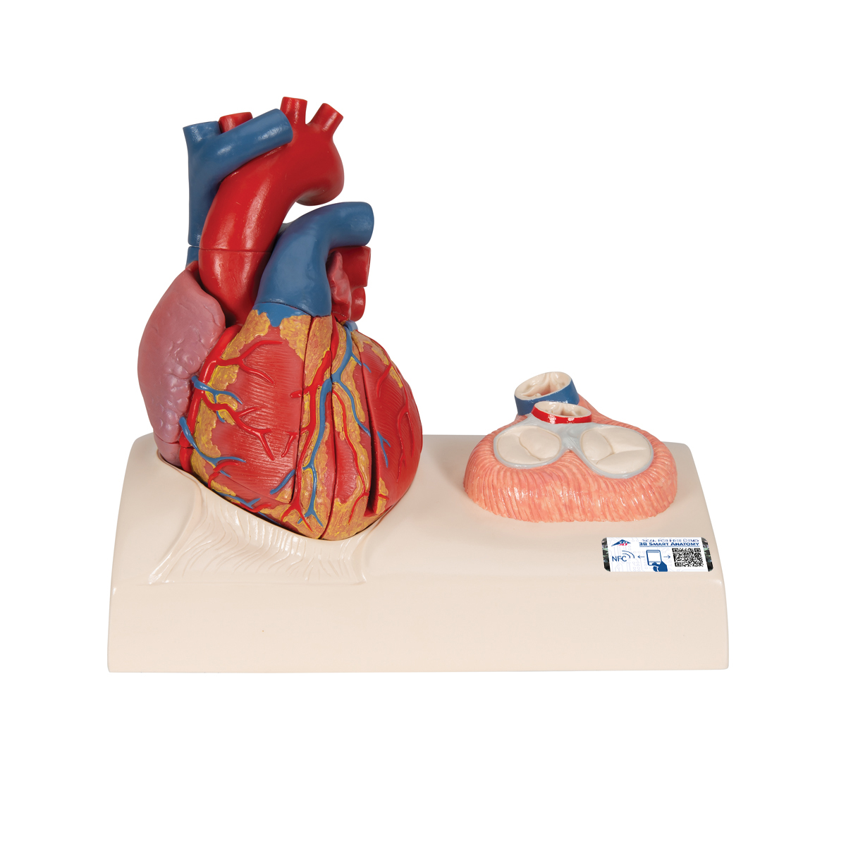 Herzmodell in Lebensgröße mit Systole auf Sockel, 5-teilig - 3B Smart Anatomy, Bestellnummer 1010006, G01, 3B Scientific