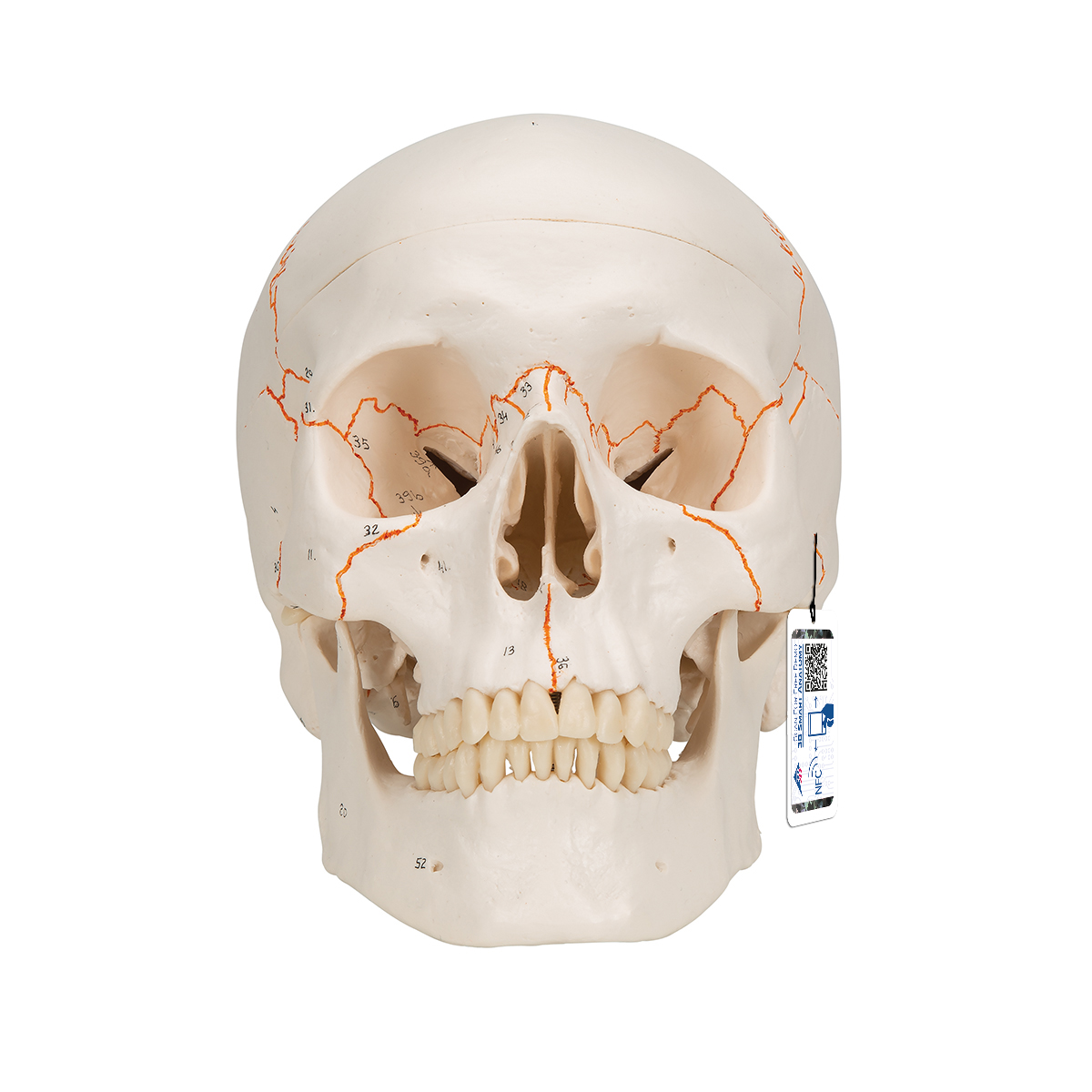 Menschliches Schädel Modell "Klassik" mit Nummerierung, 3-teilig - 3B Smart Anatomy, Bestellnummer 1020165, A21, 3B Scientific