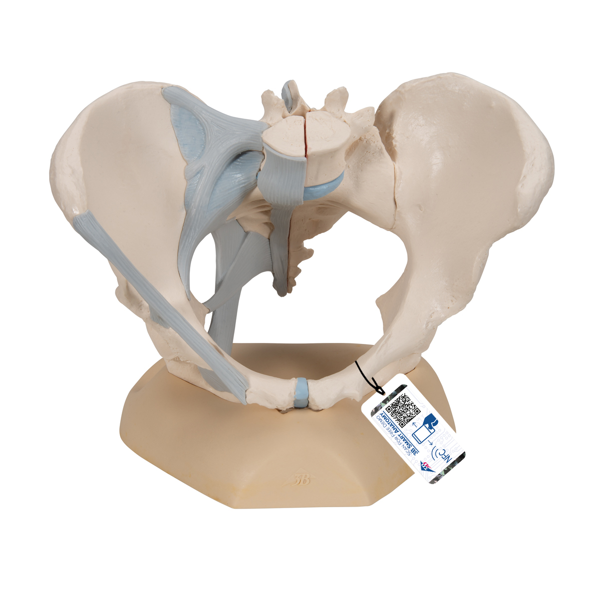 Weibliches Becken Modell mit Bändern, 3-teilig - 3B Smart Anatomy, Bestellnummer 1000286, H20/2, 3B Scientific