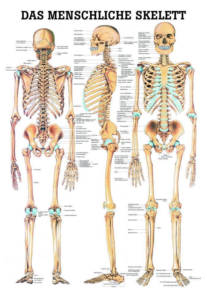 Das menschliche Skelett, 70x100 cm, Papier, Bestellnummer TA03, Rüdiger-Anatomie