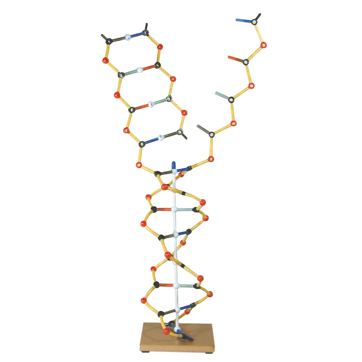 DNA-Replikationsmodell, Orbit™-Bausatz, Bestellnummer 1005302, W19801, W19801, Cochranes