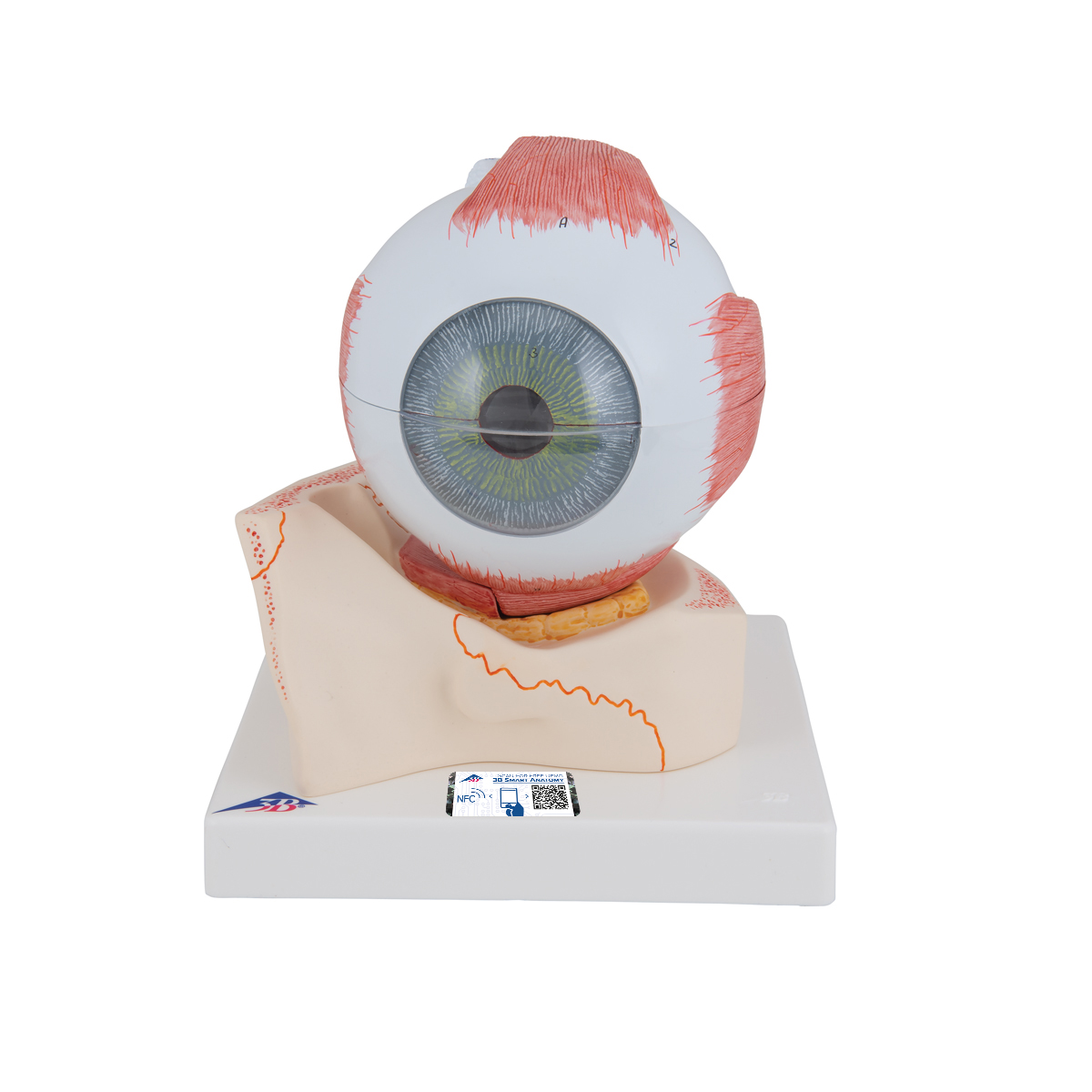 Augenmodell, 5-fache Größe, 7-teilig - 3B Smart Anatomy, Bestellnummer 1000256, F11, 3B Scientific