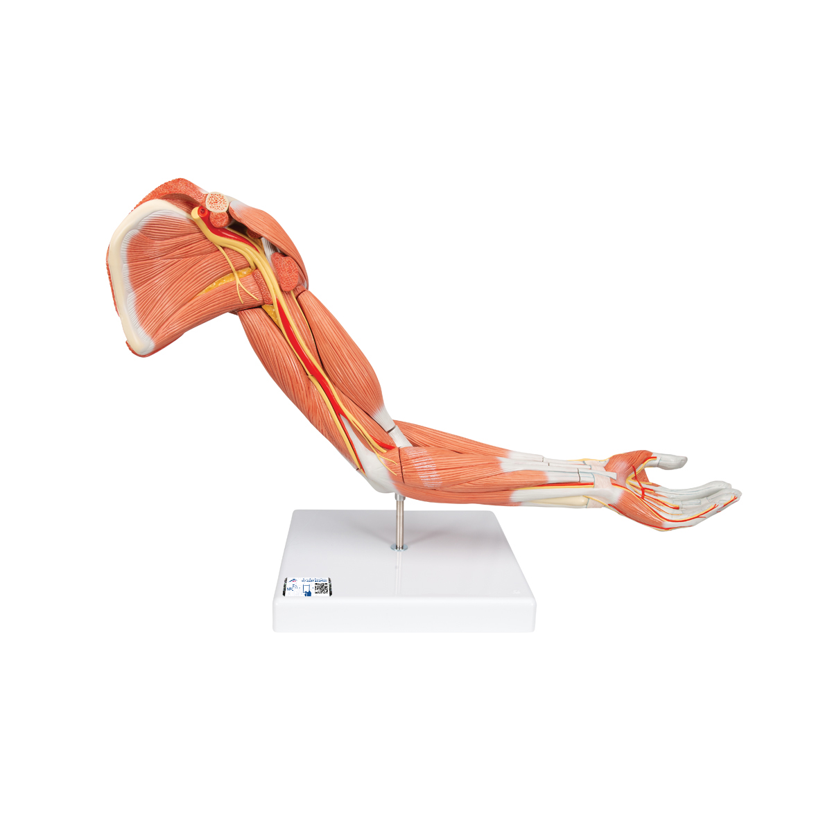 Armmuskel Modell, 6-teilig - 3B Smart Anatomy, Bestellnummer 1000347, M11, 3B Scientific