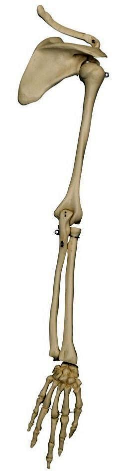 Mini-Arm, schwer, Bestellnummer MI230, Rüdiger-Anatomie