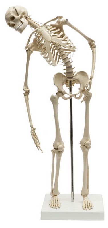 Mini-Skelett mit flexibler Wirbelsäule, schwer, Bestellnummer MI200.2, Rüdiger-Anatomie