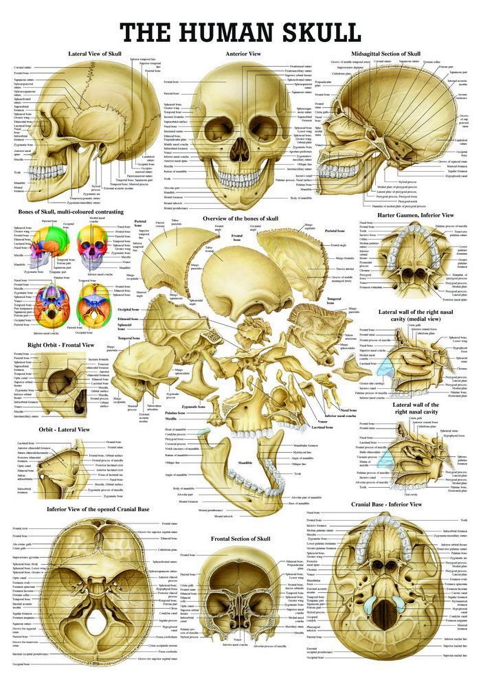 The Human Skull, englisch, 70x100 cm, laminiert, Bestellnummer CH58/L, Rüdiger-Anatomie