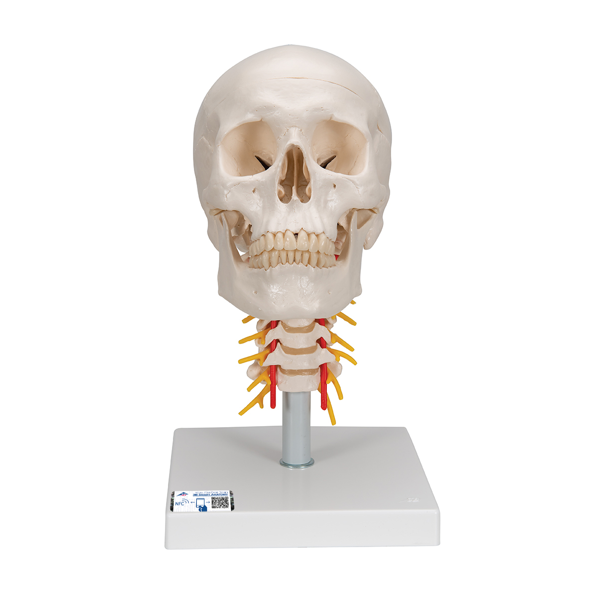 Menschliches Schädel Modell "Klassik" auf Halswirbelsäule, 4-teilig - 3B Smart Anatomy, Bestellnummer 1020160, A20/1, 3B Scientific