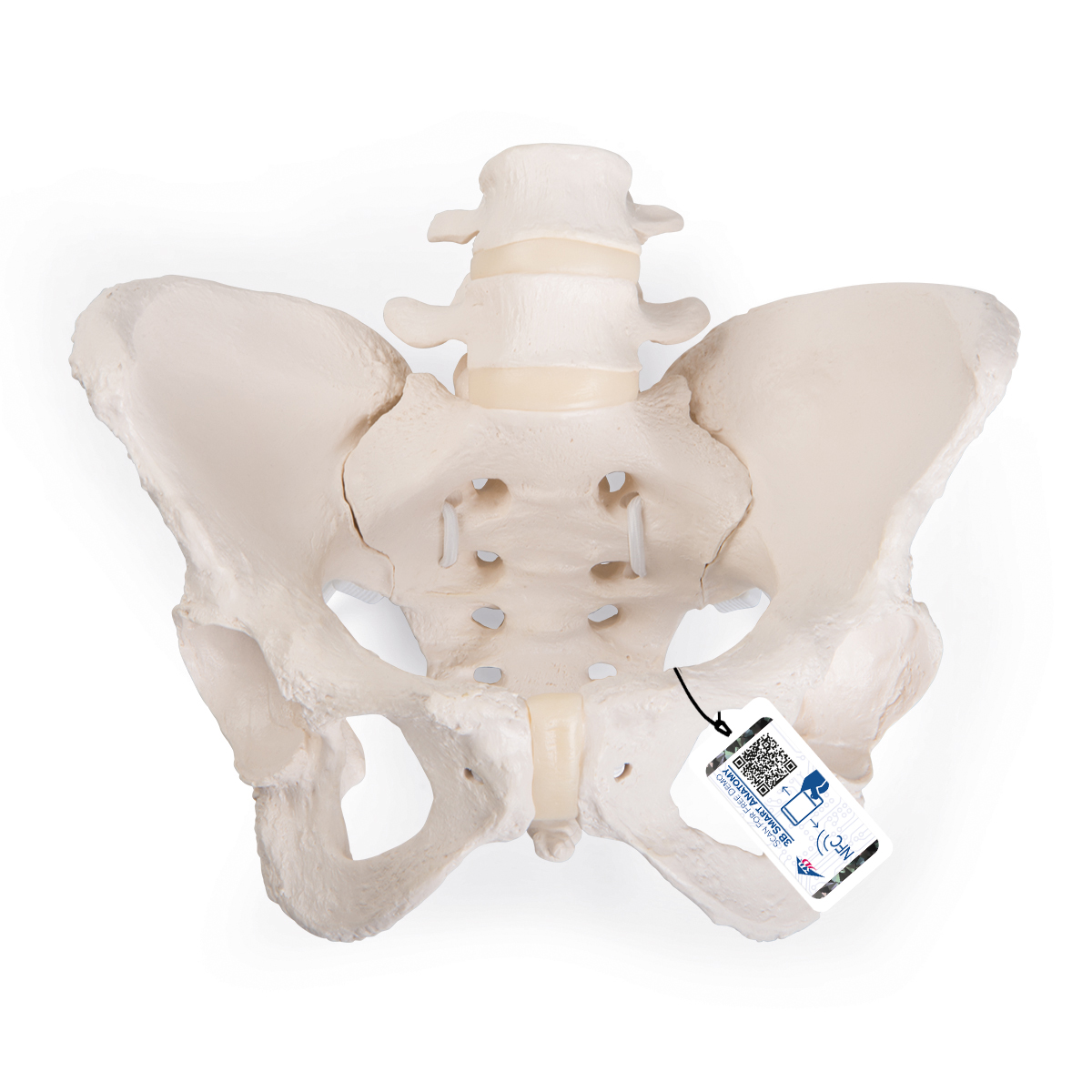 Flexibles Beckenknochen Modell "Bungee", weiblich - 3B Smart Anatomy, Bestellnummer 1019864, A61/1, 3B Scientific