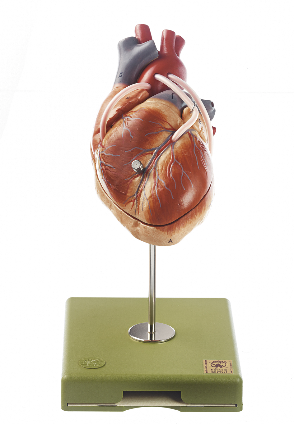 Herzmodell mit Bypassgefäßen (aortakoronarer Venenbypass), Bestellnummer HS 15/1, SOMSO-Modelle