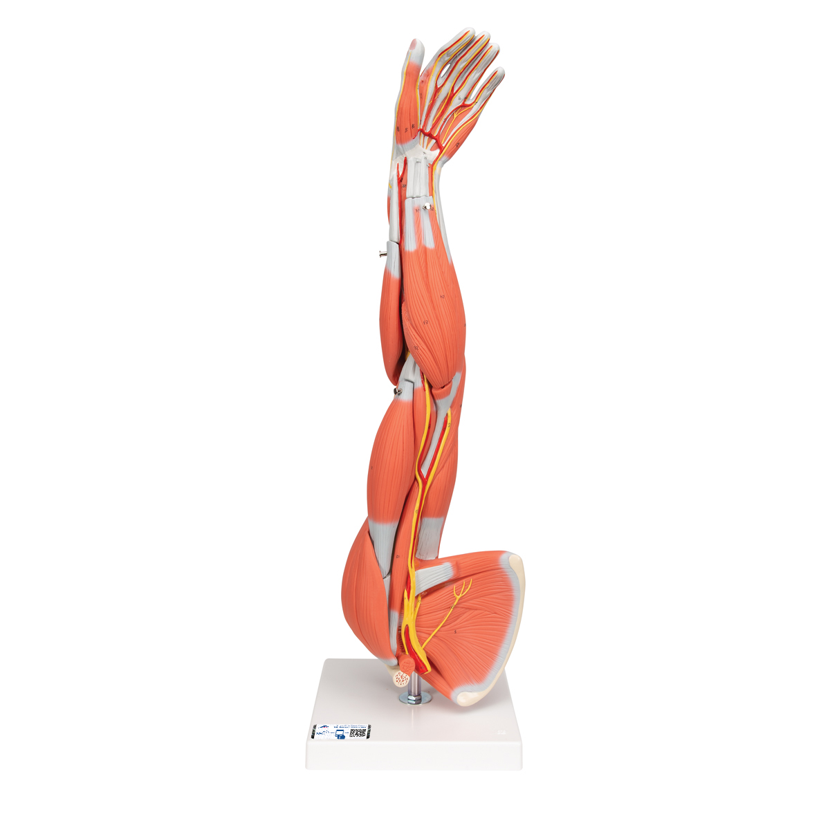 Armmuskel Modell, 6-teilig - 3B Smart Anatomy, Bestellnummer 1000015, M10, 3B Scientific
